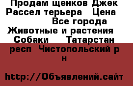 Продам щенков Джек Рассел терьера › Цена ­ 25 000 - Все города Животные и растения » Собаки   . Татарстан респ.,Чистопольский р-н